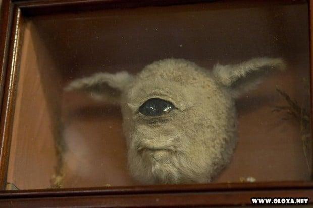 animais estranhos empalhados 6