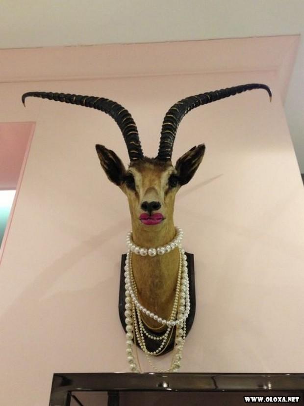 animais estranhos empalhados 7
