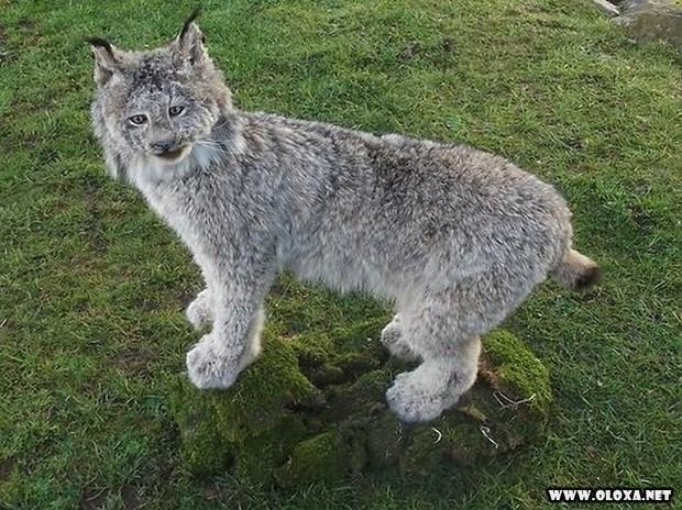 animais estranhos empalhados 8