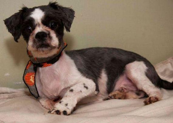 a primeira tosa de um cão (7)