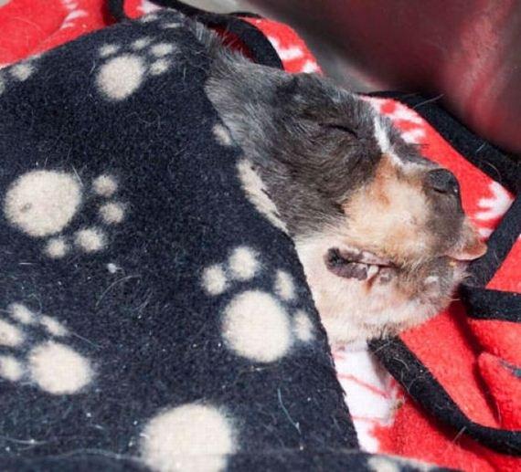 a primeira tosa de um cão (8)