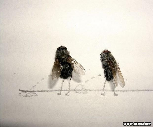 A arte com moscas mortas