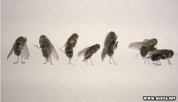 arte com moscas mortas 14