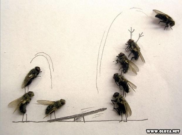 arte com moscas mortas 4