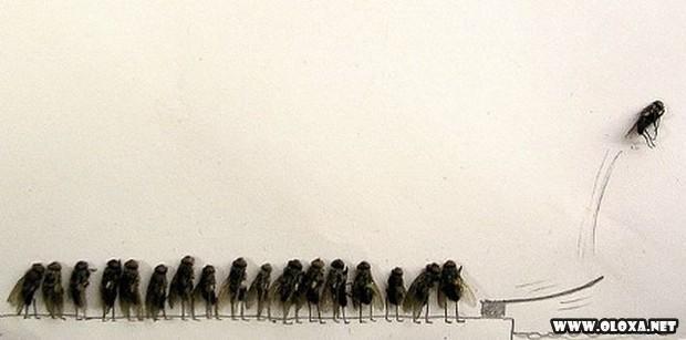 arte com moscas mortas 5