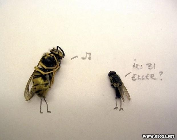 arte com moscas mortas 8