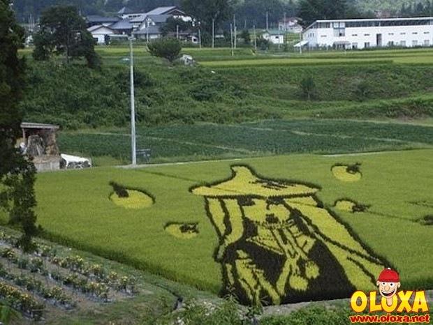 arte em plantação de arroz (10)
