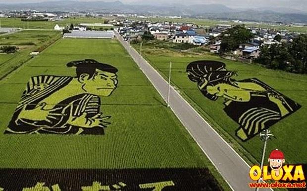 arte em plantação de arroz (11)