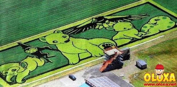 arte em plantação de arroz (12)