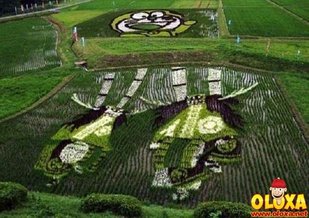 arte em plantação de arroz (13)
