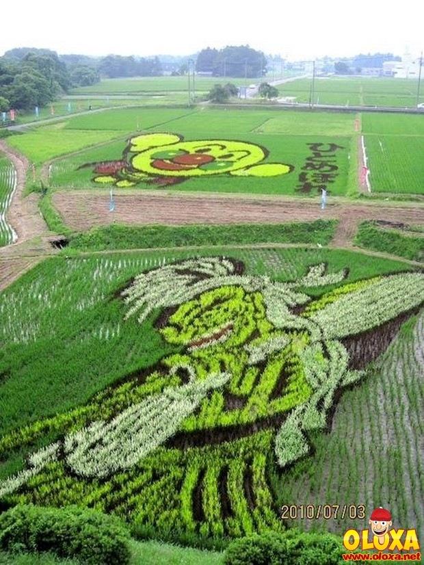 arte em plantação de arroz (14)