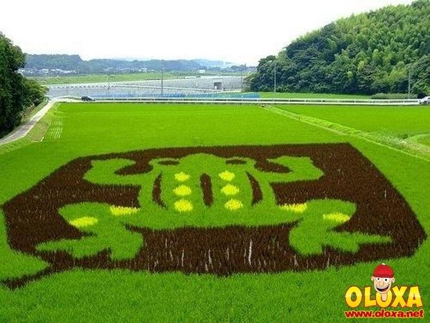 arte em plantação de arroz (15)