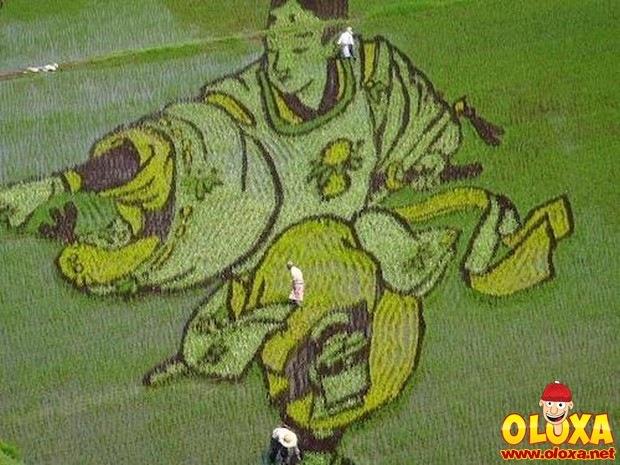 arte em plantação de arroz (16)