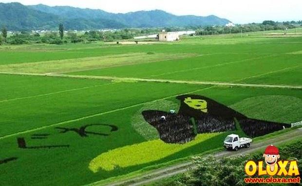 arte em plantação de arroz (17)
