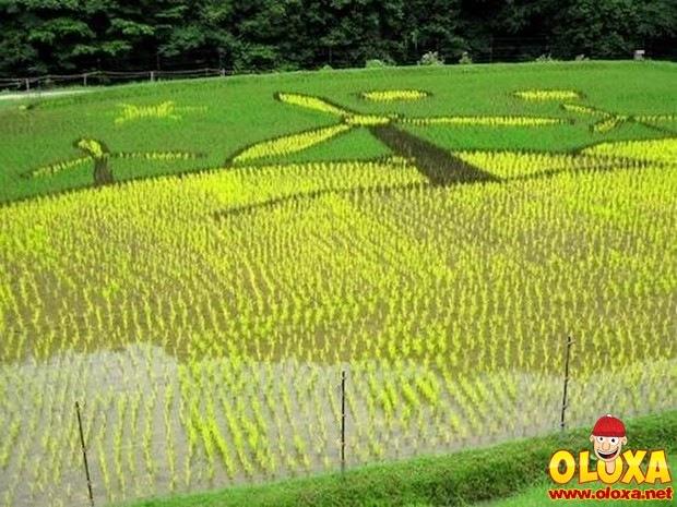 arte em plantação de arroz (1)