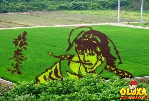 arte em plantação de arroz (20)