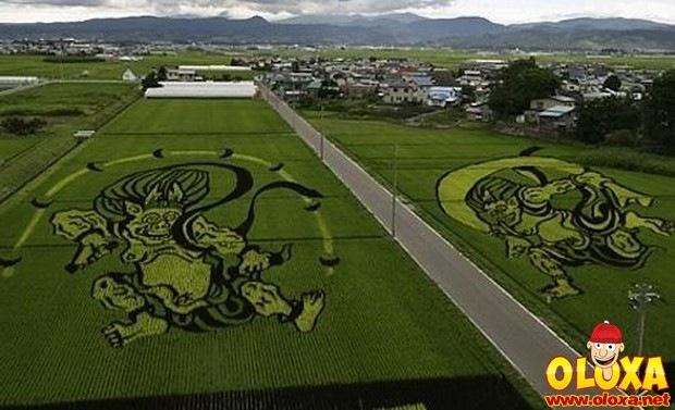 arte em plantação de arroz (21)
