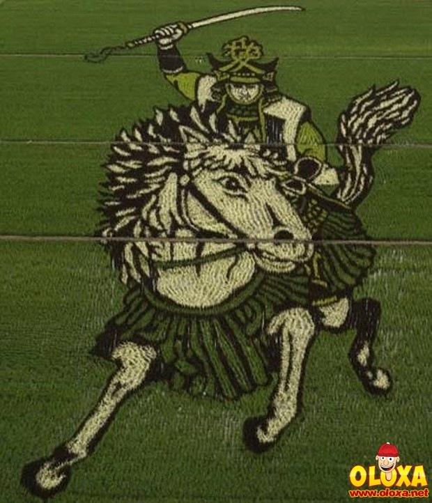 arte em plantação de arroz (22)