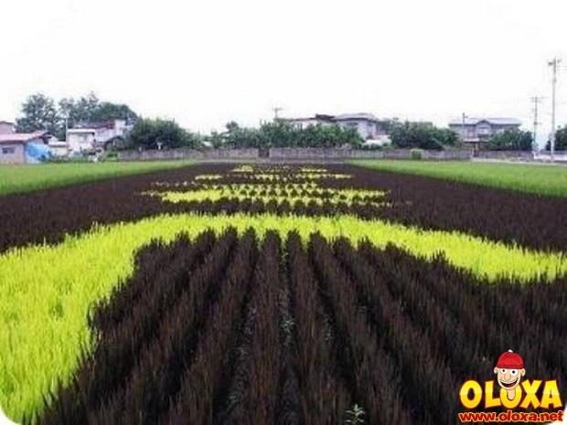 arte em plantação de arroz (25)