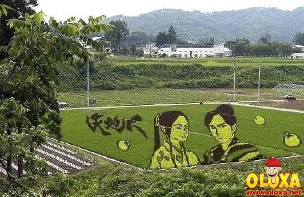 arte em plantação de arroz (2)