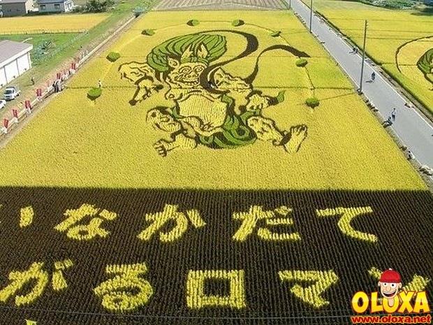 arte em plantação de arroz (3)