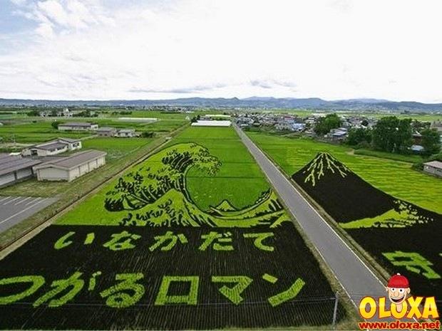 arte em plantação de arroz (4)