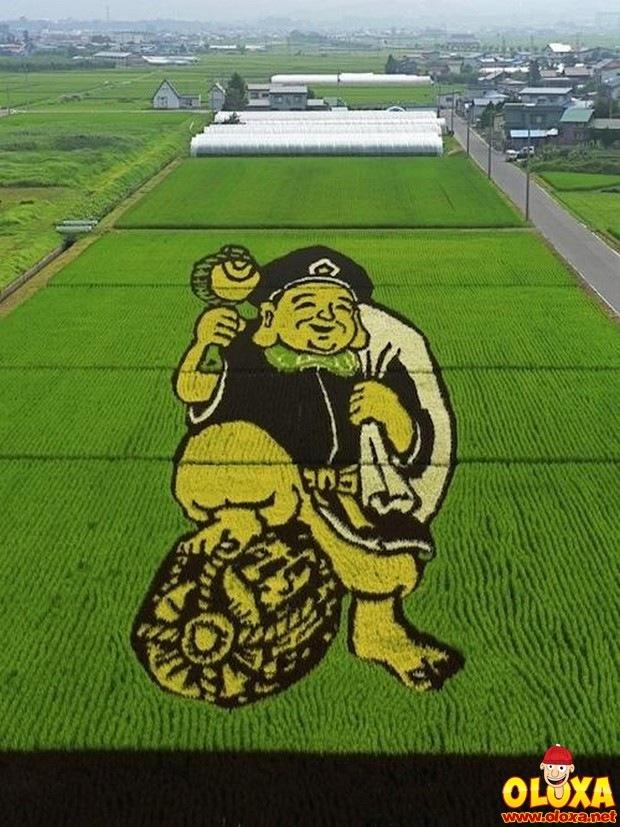 arte em plantação de arroz (5)