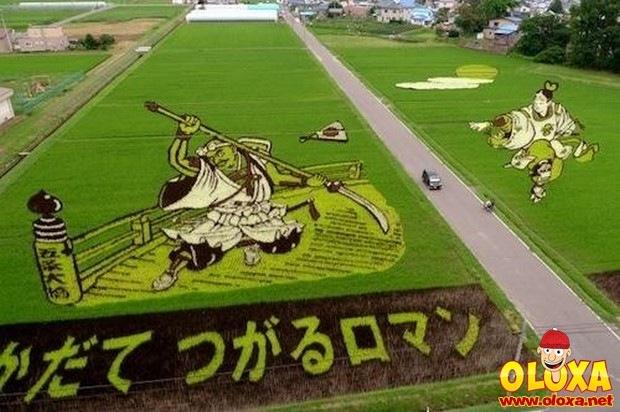 arte em plantação de arroz (8)