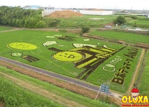 arte em plantação de arroz (9)