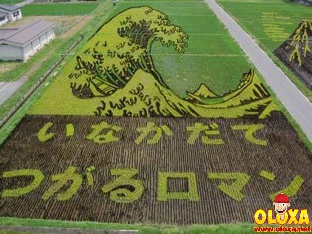 arte no arroz no japao (3)