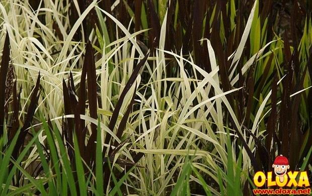 arte no arroz no japao (5)