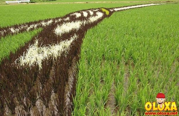 arte no arroz no japao (6)