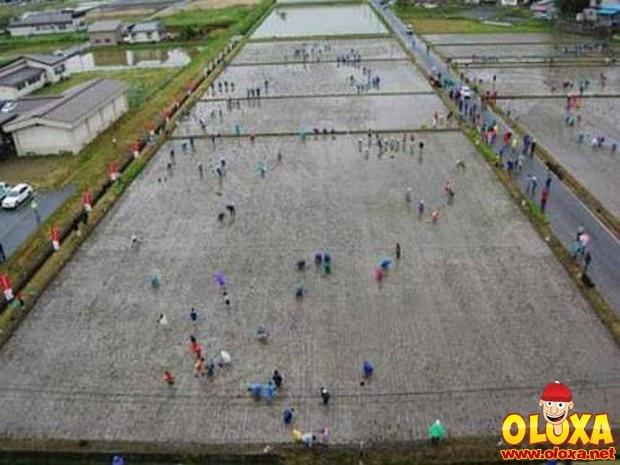 Plantou arroz, colheu aplausos.