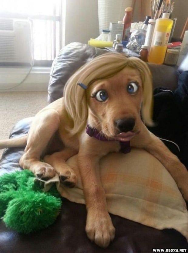 Cachorro no Photoshop: entre o gênio criativo e o desocupado de plantão Cachorro no Photoshop: entre o gênio criativo e o desocupado de plantão