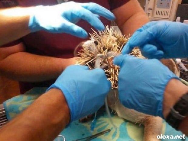 bulldog ataca porco espinho 2