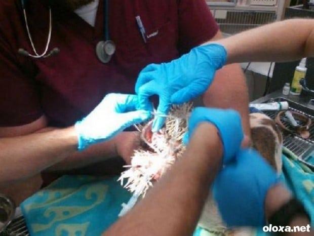 bulldog ataca porco espinho 3