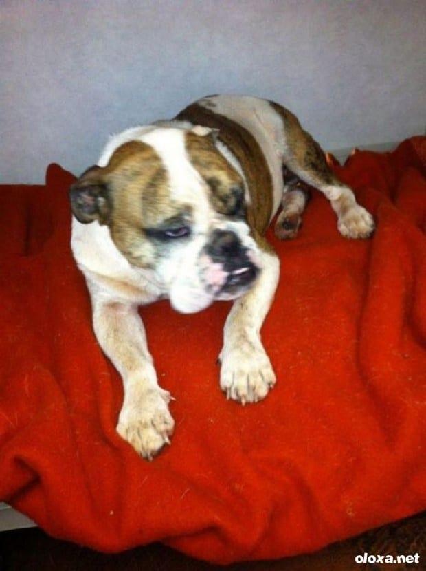 bulldog ataca porco espinho 4