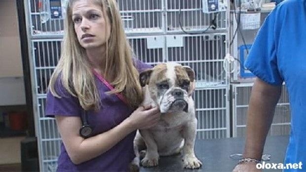 bulldog ataca porco espinho 6