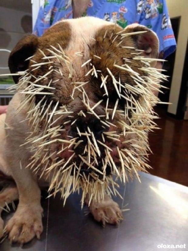 Tentou bancar o corajoso... virou o alvo.