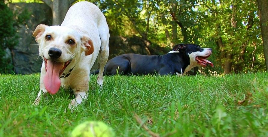 Veja os cachorros mais fofos fazendo 