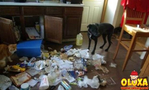 cachorros e traquinagens (10)