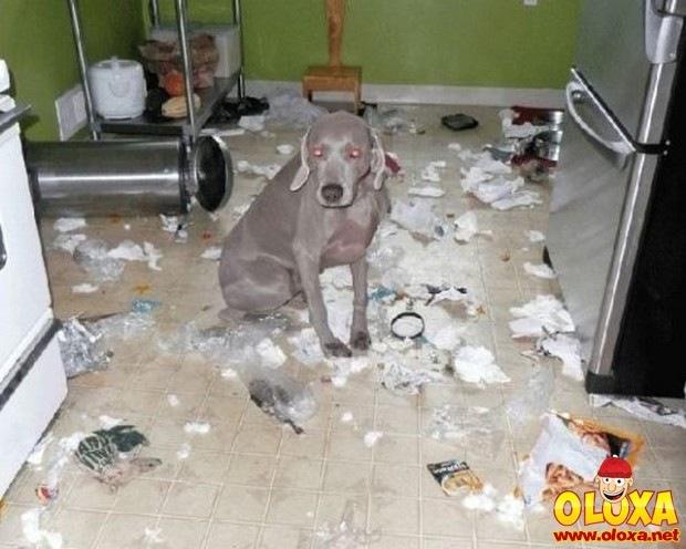 cachorros e traquinagens (11)