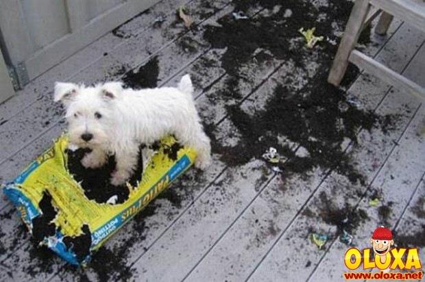 cachorros e traquinagens (13)