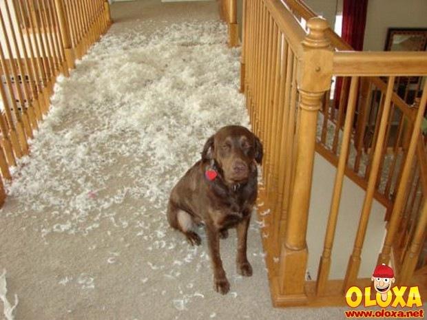 cachorros e traquinagens (14)