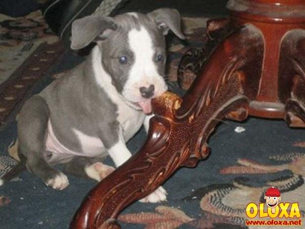 cachorros e traquinagens (16)