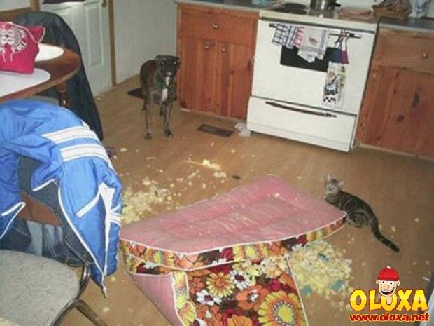 cachorros e traquinagens (17)