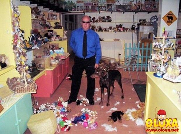 cachorros e traquinagens (19)