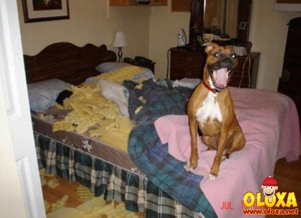 cachorros e traquinagens (1)