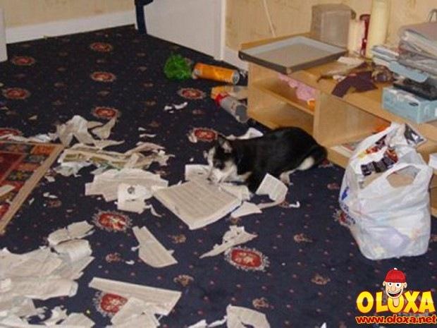 cachorros e traquinagens (20)