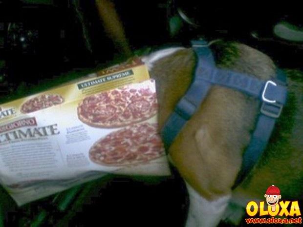 cachorros e traquinagens (21)